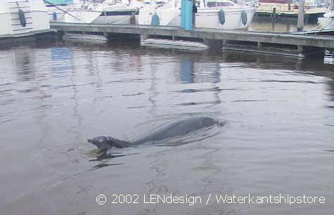 Dony in the harbour of Dinteloord, Holland, 13/12/02