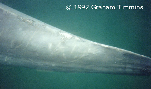 Tooth rakes marks on Fungie's dorsal spine - first photographed in May 1992