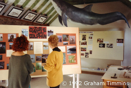 The exhibition at Seventh Wave beginning to take shape. The centre provided the only educational or marine conservation messages for the dolphin tourists and other members of the public in Dingle, as well as celebrating dolphins in all their glory