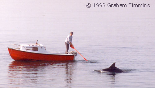Local schoolteacher Michael O’Connor from Milltown was (and still is) a regular dolphin watcher, and one of the few boat-owners who always welcomed visitors and included swimmers rather than drawing the dolphin away. This is 6.30 a.m. on a calm April morning, 1993, before the commercial boats were out. 