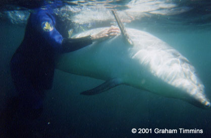 Another killer dolphin strikes
