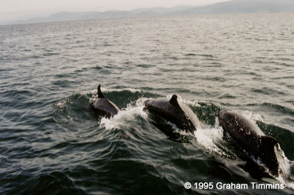 Bottlenose dolphins in Dingle Bay