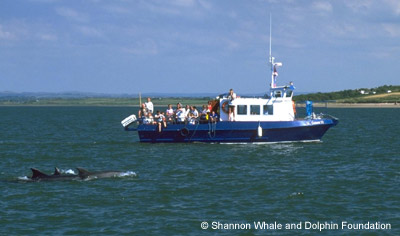 Dolphin-watching in the Shannon Estuary